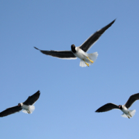 Друзья моряков