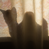 Кот верблюдовидный