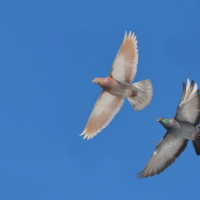 Это было весной...