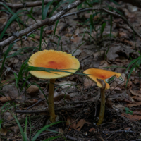 Не съем, так по надкусываю.