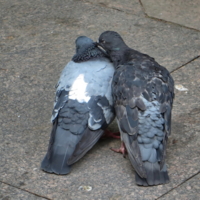 Нежность....