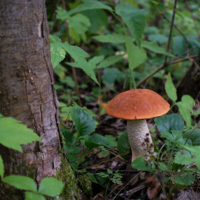 Красноголовик