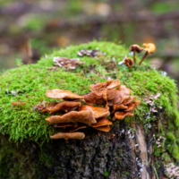 Квартиранты