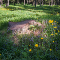 Весна и пень