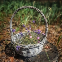 На пне корзиночка скучала,