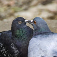 Любовь и голуби