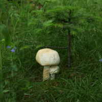 Двое среди незабудок