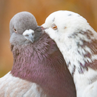 Рыжик и Беляночка, любовь на всю жизнь