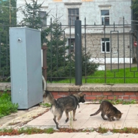 Городская кормушка