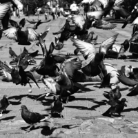 Я лежу на асфальте, голуби надо мной