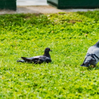 Семейная пара