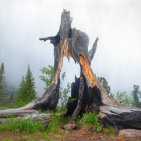 день пенька