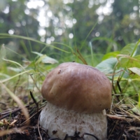 маленький, но беленький