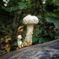 Из семейства Физалакриевых