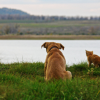 Проводы дня