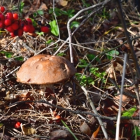 Гриб подрябиновик