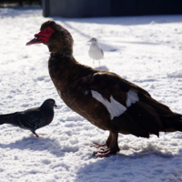 пошли почирикаем!