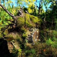 Пень лежачий