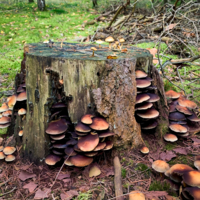 Грибные украшения