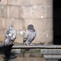 Занавес.. для вас поёт.