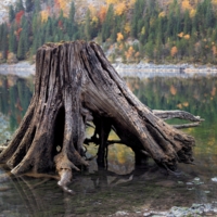 Старый, но гордый!