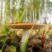 На фоне берёз