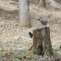Высоко сижу...