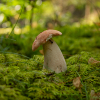 Слегка погрызанный.