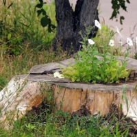 Вторая жизнь