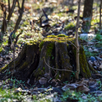 Весь покрытый зеленью...