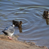 " - Как водичка, ребята?"