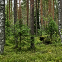 Мишка в лесу