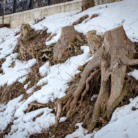 Когда-то были дерева