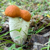 Подосиновик