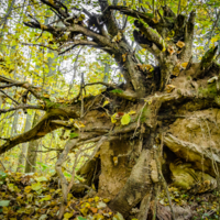 Выворотень