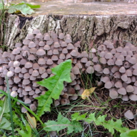 Штурм крепости.