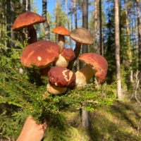 Сентябрьский букет