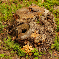 Уединение с природой и подарки леса.