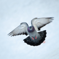 Иду на посадку