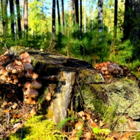 Пень с опятами