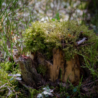 В парике из мха