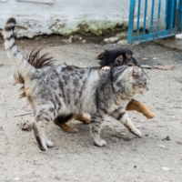 Мы с приятелем вдвоем...