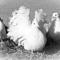 Ты зачем хвост перекрасил?