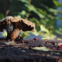 Съеден заживо