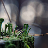 Нам бы на другой пенек, но очень слаб мосток...