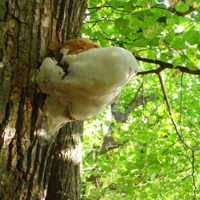 Грибные ассоциации!