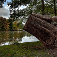 Пень в Тршебонь