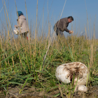 Повылазили грибочки. Раз грибок, два грибок...
