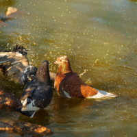 Купание на закате