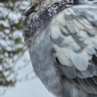 В снежном апреле